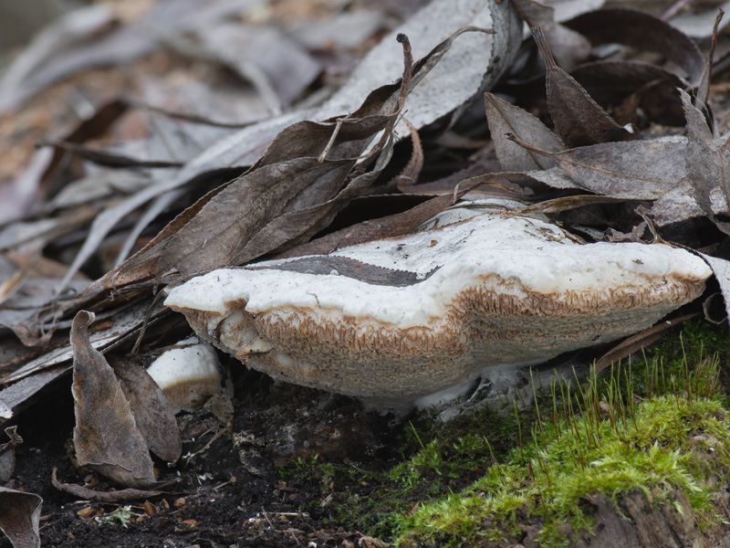 Trametes suaveolens